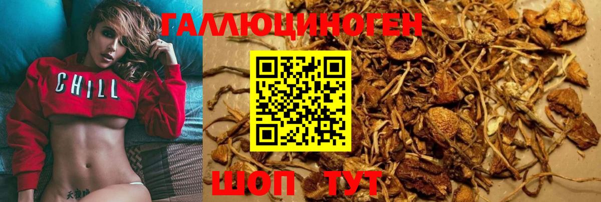 Галлюциногенные грибы Psilocybe Ногинск